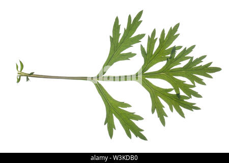 Beifuß, Gewöhnlicher Beifuß, Beifuss, Artemisia vulgaris, Mugwort, common wormwood, wild wormwood, wormwood. L’Armoise commune,  L’Armoise citronnelle Stock Photo