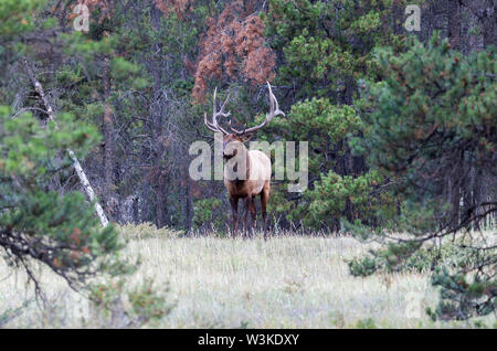 Wild Antlered bull elk during rutting season Stock Photo