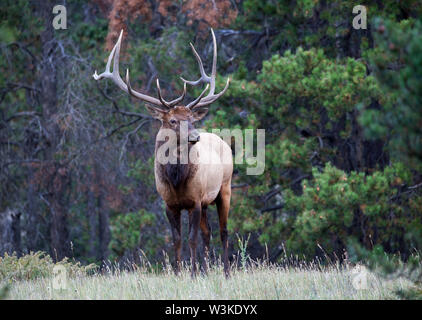 Wild Antlered bull elk during rutting season Stock Photo