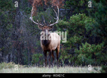 Wild Antlered bull elk during rutting season Stock Photo