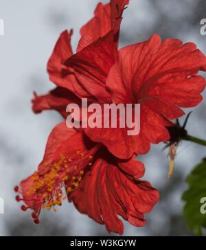 Beautiful Bally flower Stock Photo