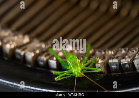 Macro shot of a grasshopper (Acrididae) sitting on the typebars of a historic typewriter. Stock Photo