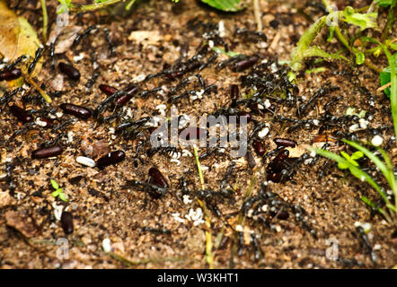 The Hissing or African Stink Ant lives in small temporary social groups. Workers spread out from the bivoua and raid many other invertebrates Stock Photo