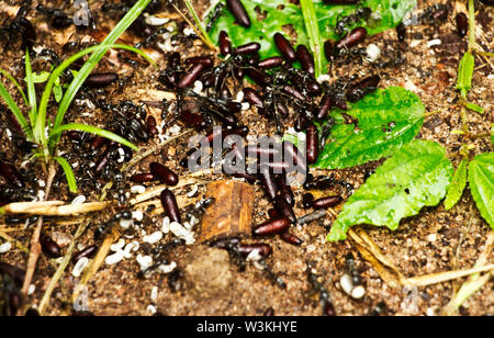 Part of the African Stink Ant family. The Hissing Ant is a nomadic predator that forages out from temporary bivouacs and scoure the surroundings Stock Photo