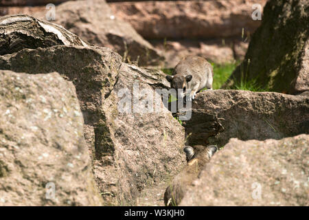 Yellow-Spotted Rock Hyrax (Heterohyrax brucei) Stock Photo