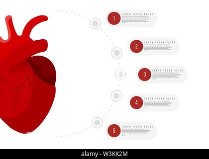 Human anatomy illustration Medical concept infographics of red man heart organ with round elements with text on white background Stock Vector