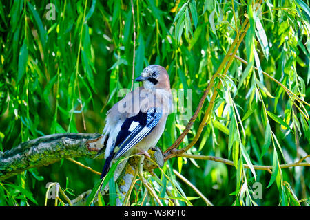 West Sussex, England, UK. Single Eurasian Jay (Garrulus glandarius) perched on the branch of a Weeping Willow (Salix babylonica) Stock Photo