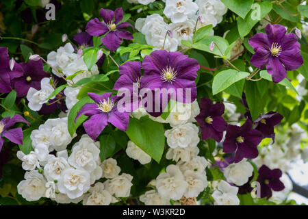 Clematis ‘Etoile Violette’ and Rosa ‘Long John Silver’. Clematis ‘Violet star’ and Rose ‘Long John Silver’ Stock Photo