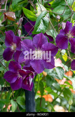 Clematis ‘Etoile Violette’. Clematis ‘Violet star’ Stock Photo