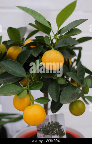 England, UK. Mini indoor orange tree bearing fruit in summer Stock Photo