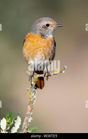 Common redstart male (Phoenicurus phoenicurus) in natural habitat Stock Photo