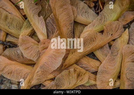 Fallen pile of maple seedlings from a maple tree on the ground ready to grow in springtime Stock Photo