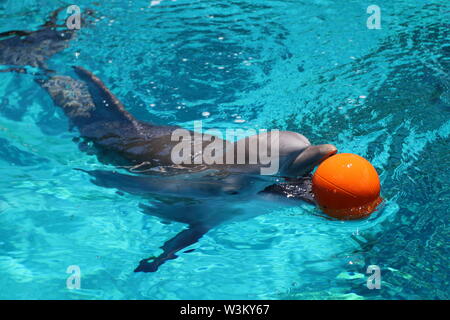 Inside Siegfried & Roy's Secret Garden at the Mirage, where dolphins are entertaining tourists, Las Vegas, Nevada, USA Stock Photo