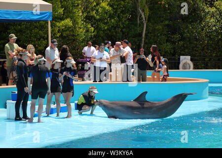 Inside Siegfried & Roy's Secret Garden at the Mirage, where dolphins are entertaining tourists, Las Vegas, Nevada, USA Stock Photo