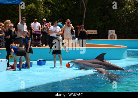 Inside Siegfried & Roy's Secret Garden at the Mirage, where dolphins are entertaining tourists, Las Vegas, Nevada, USA Stock Photo