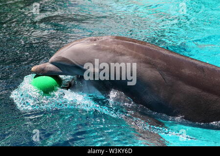 Inside Siegfried & Roy's Secret Garden at the Mirage, where dolphins are entertaining tourists, Las Vegas, Nevada, USA Stock Photo