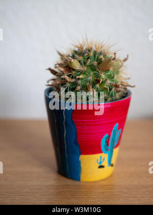 A pincushion cactus (Mammillaria prolifera) in a painted pot Stock Photo