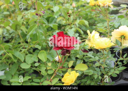 Image of a lone red rose standing out in front of a leafy bush with yellow flowers in a garden centre on a bright day Stock Photo