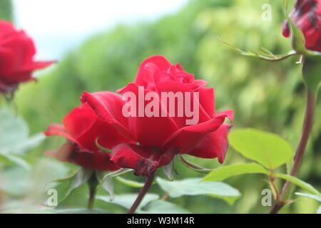 Close up of red roses and leaves in a plant in front of a bush on a bright day Stock Photo