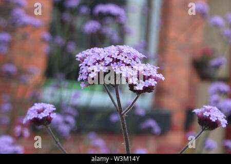 Close up of pretty, lilac small flowers in front of a bush of them, on a driveway, on a sunny day Stock Photo