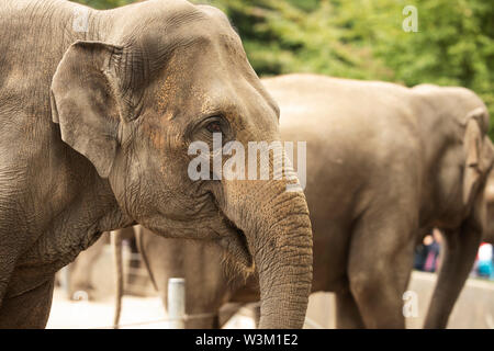 Asian elephants (Elephas maximus) at the zoo (Tierpark Hagenbeck) in Hamburg, Germany.