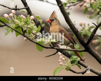 Closeup of female songbird Northern Cardinal perching in flowering apple tree,Quebec,Canada. Scientific name of this bird is  Cardinalis cardinalis Stock Photo