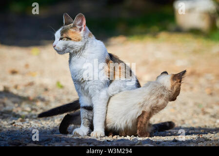 Small Siamese Cat Trying To Play With Another Cat Stock Photo