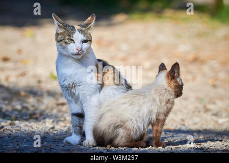 Small Siamese Cat Trying To Play With Another Cat Stock Photo