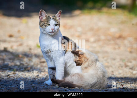 Small Siamese Cat Trying To Play With Another Cat Stock Photo