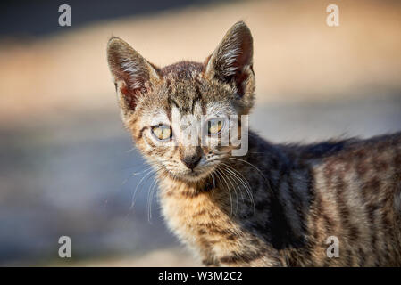 Beautiful Tabby Cat Closeup ( Felis Catus ) Stock Photo