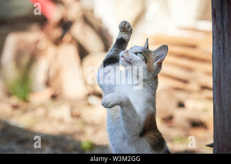 Beautiful Cat Playing ( Felis Catus ) Stock Photo