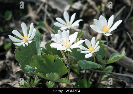 Closeup of beautiful white spring flowers, Bloodroot in Ontario,Canada. Stock Photo