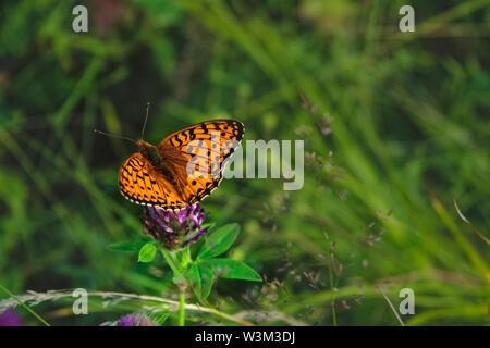 Argynnis paphia. Beautiful Argynnis paphia butterfly in sunlight in herb garden. Stock Photo