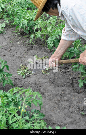 gardener pull up weeds with a hoe in the tomato plantation in the vegetable garden Stock Photo