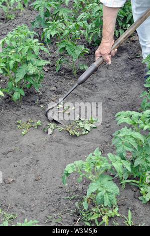 gardener pull up weeds with a hoe in the tomato plantation in the vegetable garden Stock Photo