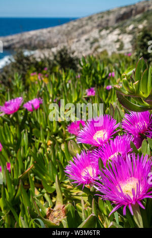 Small pink Carpobrotus chilensis flowres growing on the rocky shore in Porto Limnionas, Zakynthos Zante Island, Greece Stock Photo