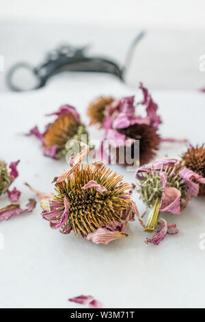 Herbal Tea Dried Echinacea Purpurea Ready to Use. Organic Product. Stock Photo