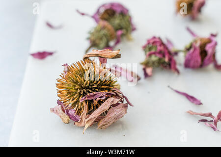 Herbal Tea Dried Echinacea Purpurea Ready to Use. Organic Product. Stock Photo