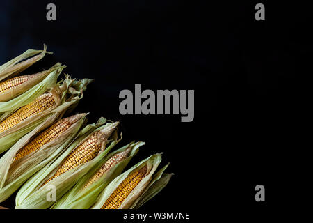 Partially shucked sweet corns with cobs on black background. Freshly picked raw corns on cobs. Raw sweet corn with skin. Stock Photo