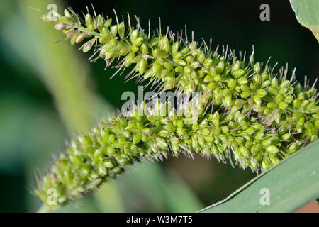 Bristly Foxtail, Hooked Bristlegrass (Setaria Verticillata ...