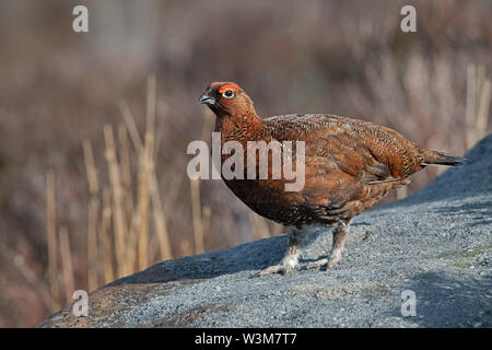 Red Grouse (Lagopus lagopus scotica) in the Peak District Stock Photo