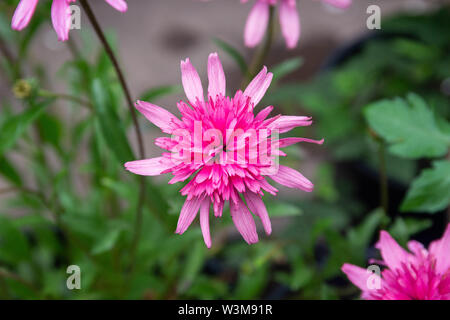 Echinacea Pink Double Delight flowers Stock Photo