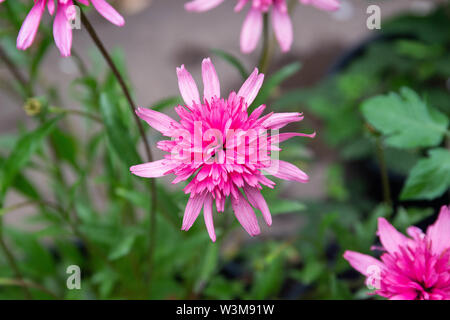 Echinacea Pink Double Delight flowers Stock Photo