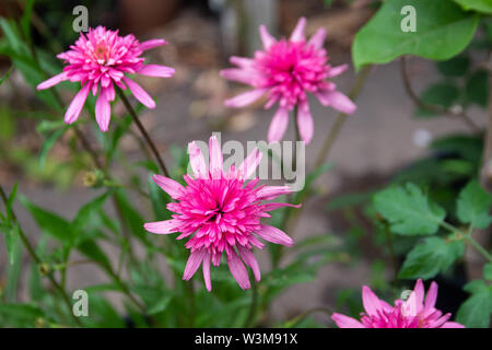 Echinacea Pink Double Delight flowers Stock Photo