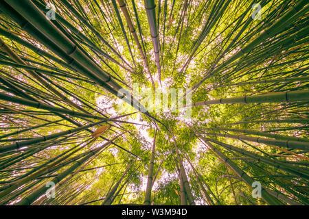 Look bottom up into sky inside uniformly dense bamboo rainforest interior backlit at dawn before sunrise. Landscape nature habitat background scene. Stock Photo