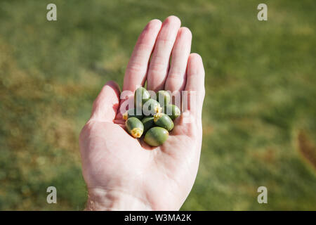 a handful of immature dates in the male palm. Stock Photo