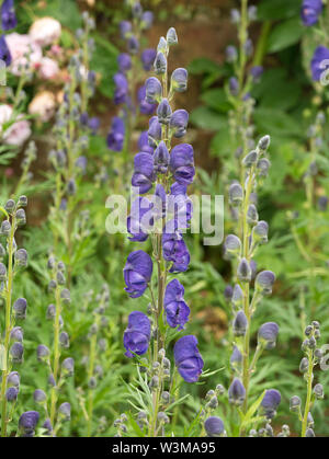 The flowers of a wolf's bane (Aconitum Stock Photo - Alamy