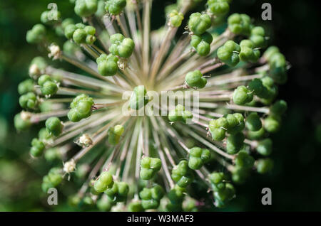 Spherical Allium Purple Sensation has faded in a flowerbed in garden. Closeup of decorative blooming inflorescence Dutch Garlic in rural. Onion with g Stock Photo