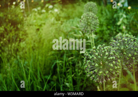 Spherical Allium Purple Sensation has faded in a flowerbed in a garden in a bright sunny day. Close-up of decorative blooming inflorescence Dutch Garl Stock Photo