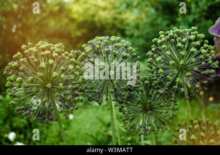 Spherical Allium Purple Sensation has faded in a flowerbed in a garden in a bright sunny day. Close-up of decorative blooming inflorescence Dutch Garl Stock Photo